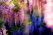 紫藤茶馆