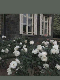 夜少的傲娇小萌妻