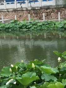 落花流年