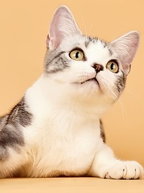 派老头和菲菲猫的开心故事
