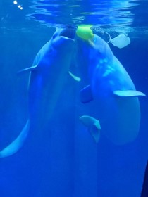 韩苏传