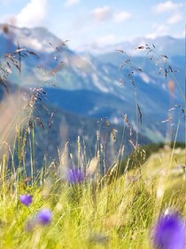 醉水生花