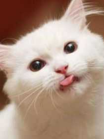 UNINE之小猫咪别想跑