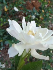 桂子花開_d995