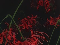 神兽金刚之特工