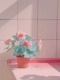 韩娱！桃子恋爱史