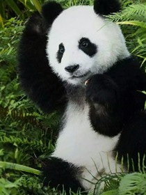 情感日记。