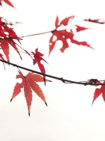 枫叶树