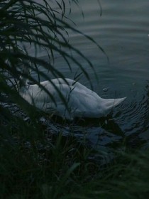 星河隕落.