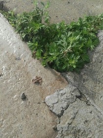 柠檬茶的味道