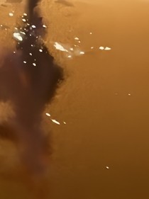 洛菁花