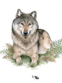 狼王梦.重生.蓝魂儿之梦