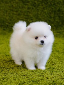 SEVENTEEN：小幸运