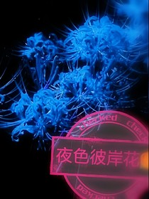 夜色彼岸花