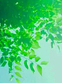原来的那股风