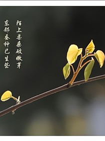 陌上柔桑