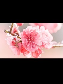 叶罗丽精灵梦之爱你我后悔了