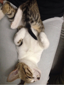 麒麟小猫的故事