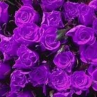 那朵紫玫瑰