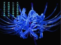 爆裂飞车杂文