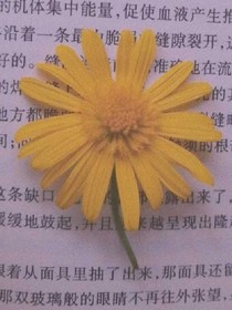 重生之皇叔别乱来