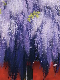 紫藤树下