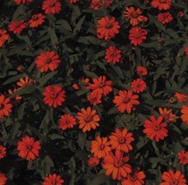 桃花不愿落（重生）