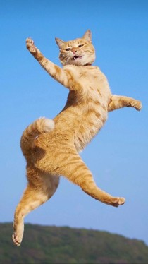 变成了猫