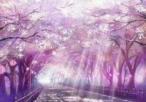 樱花纷飞路尽头