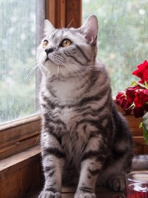 京剧猫之尘埃