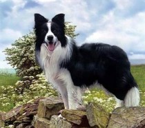 牧羊犬盼盼和三花貓沒名字。