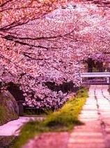 櫻愁