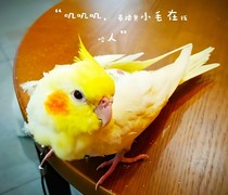 叽叽叽，暴躁黄小毛在线咬人