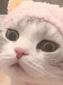 猫总裁