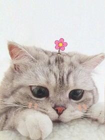 小白甜最好命