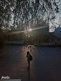 夏末花落成殇