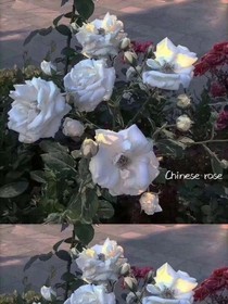 老婆別跑