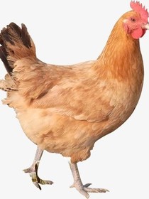 鸡儿奇遇记