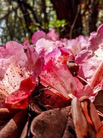 春風(fēng)十里桃花醉你