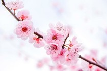 寂寞桃花三千枝-d048
