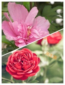 花事录
