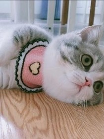 捡来的流浪猫（2）