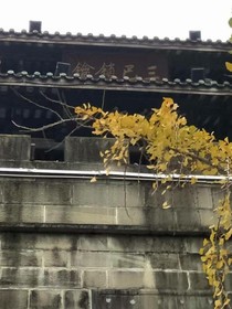 铁树花开