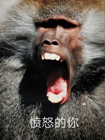 几只大狒狒