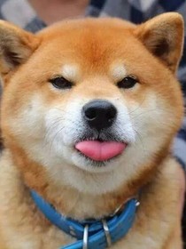 柴世界