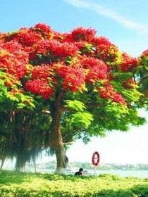 凤凰于飞，花好月圆