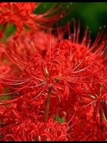 彼岸花起源