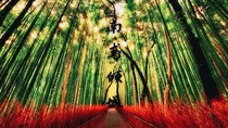 南鳶傾城