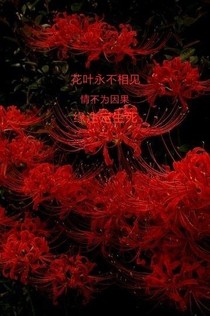 彼岸花（妃谋天下）