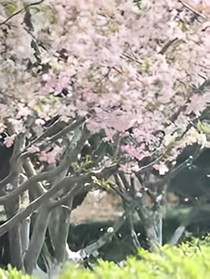 花雨之美